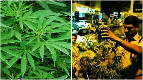 കഞ്ചാവ് ചെടി എക്‌സൈസ് പറിച്ചെടുത്ത് നശിപ്പിക്കുന്നു