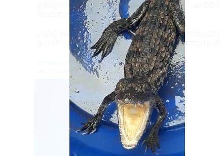 എക്‌സൈസ് ചെക്ക് പോസ്റ്റിന് സമീപം കണ്ടെത്തിയ ചീങ്കണ്ണി കുഞ്ഞ്