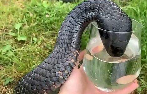 ഗ്ലാസില്‍ നിന്ന് വെള്ളം കുടിക്കുന്ന രാജവെമ്പാലയുടെ ദൃശ്യം