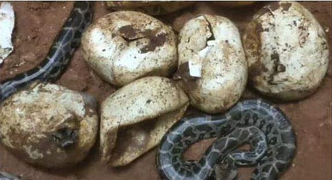 ചിത്രം: എക്‌സ്പ്രസ്‌