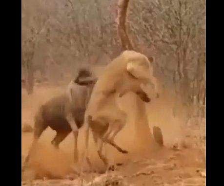 സിംഹത്തെ ആക്രമിക്കുന്ന വൈല്‍ഡ് ബീസ്റ്റിന്റെ ദൃശ്യം