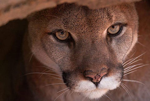 മൗണ്ടന്‍ ലയണ്‍, ഫയല്‍ ചിത്രം