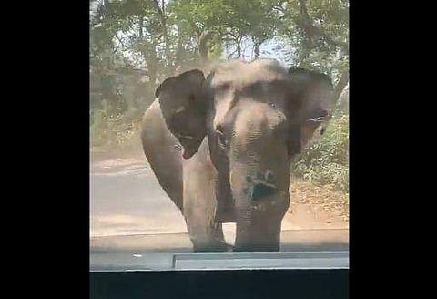 വാഹനത്തിന് നേരെ പാഞ്ഞടുക്കുന്ന കാട്ടാന