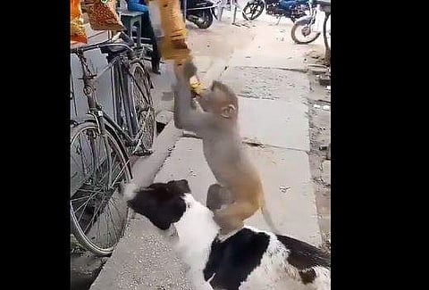 നായയുടെ പുറത്തുകയറി ചിപ്പ്‌സ് പാക്കറ്റ് പൊട്ടിച്ചെടുക്കാന്‍ ശ്രമിക്കുന്ന കുരങ്ങന്റെ ദൃശ്യം