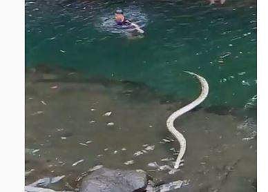 പുഴയില്‍ സഞ്ചാരികള്‍ക്കിടയിലേക്ക് നീന്തിയെത്തിയ പെരുമ്പാമ്പിന്റെ ദൃശ്യം