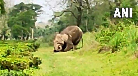കുട്ടിയാനയുടെ ജഡം തുമ്പിക്കൈ കൊണ്ട് എടുത്തു ഉയര്‍ത്താന്‍ ശ്രമിക്കുന്ന അമ്മയാനയുടെ ദൃശ്യം