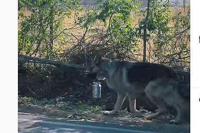 ഉച്ചഭക്ഷണവുമായി നടന്നുനീങ്ങുന്ന വളര്‍ത്തുനായയുടെ ദൃശ്യം