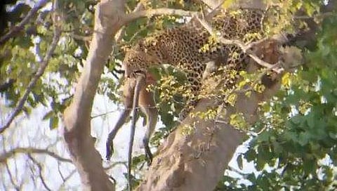 കുരങ്ങനെ വേട്ടയാടുന്ന പുലിയുടെ ദൃശ്യം