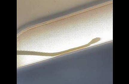 വിമാനത്തില്‍ ലഗേജ് കംപാര്‍ട്ട്‌മെന്റിലൂടെ ഇഴഞ്ഞുനീങ്ങുന്ന പാമ്പ്‌