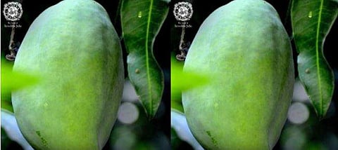 നൂര്‍ജഹാന്‍ മാങ്ങ