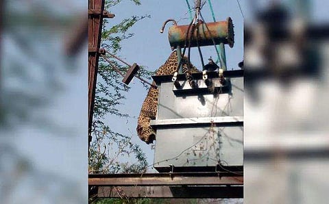 ഷോക്കേറ്റ് ചത്ത പുള്ളിപ്പുലിcms