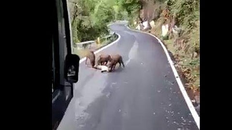 പുലിയെ ആക്രമിക്കുന്ന കാട്ടുപന്നികളുടെ ദൃശ്യം