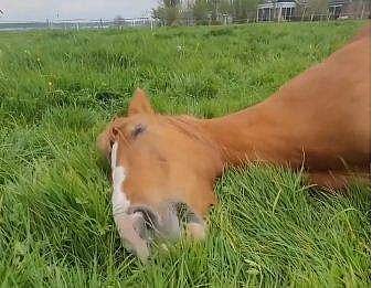 വീഡിയോ ദൃശ്യം