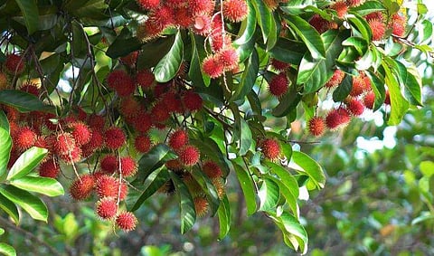 പ്രതീകാത്മക ചിത്രം