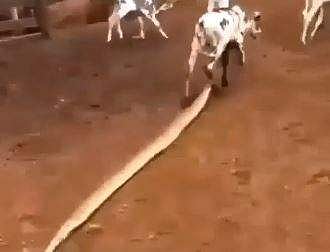 വീഡിയോ ദൃശ്യം