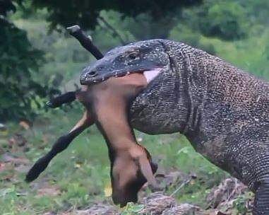 വീഡിയോ ദൃശ്യം