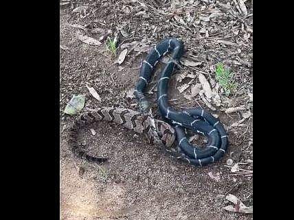 വലിപ്പമേറിയ പാമ്പിനെ വിഴുങ്ങുന്ന മറ്റൊരു പാമ്പിന്റെ ദൃശ്യം