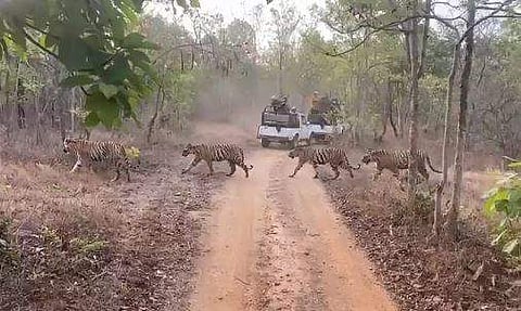 കാനനപാത മുറിച്ചു കടക്കുന്ന കടുവകളുടെ ദൃശ്യം