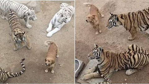 വീഡിയോ ദൃശ്യം