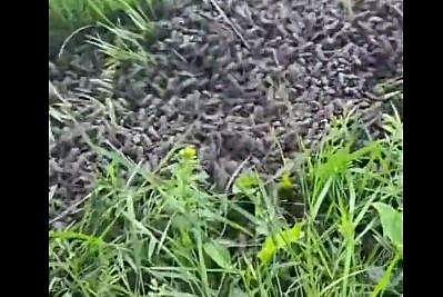 തവള കുഞ്ഞുങ്ങളുടെ ദൃശ്യം