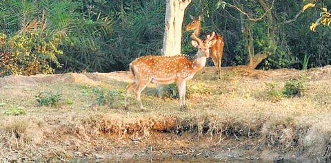 പ്രതീകാത്മക ചിത്രം