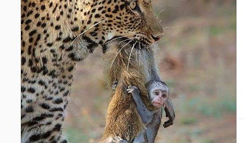 അമ്മക്കുരങ്ങിന്റെ മാറോട് ചേര്‍ന്ന് കിടക്കുന്ന കുട്ടിക്കുരങ്ങന്റെ ദൃശ്യം