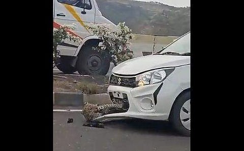 ഇടിയുടെ ആഘാതത്തില്‍ കാറിന്റെ ബോണറ്റിന്റെ അടിയില്‍ പുലി കുടുങ്ങിയ നിലയില്‍