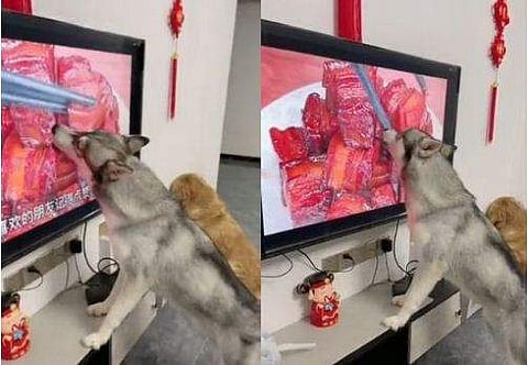 വിഡിയോ സ്ക്രീൻഷോട്ട്