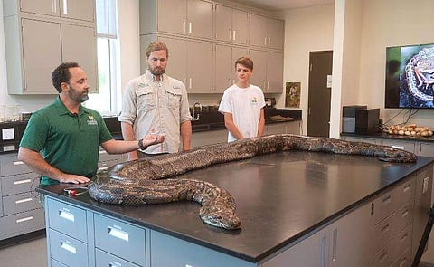 ​ഗവേഷകർ പിടികൂടിയ ബർമീസ് പെരുമ്പാമ്പ്/ വിഡിയോ സ്ക്രീൻഷോട്ട്