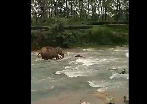 നദി മുറിച്ചു കടക്കുന്നതിനിടെ കുത്തൊഴുക്കില്‍പ്പെടുന്ന കുട്ടിയാനയുടെ ദൃശ്യം