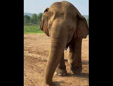 'ഇവള്‍ വത്സല'- 100 വയസുള്ള ഭൂമിയിലെ ഏക ആന! (വീഡിയോ)