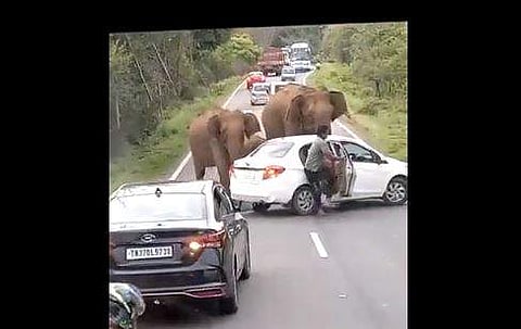 ആനക്കൂട്ടത്തെ കണ്ട് ഭയന്ന് കാറിന്റെ പിന്‍ സീറ്റിലിരുന്നയാള്‍ ഇറങ്ങിയോടുന്ന ദൃശ്യം