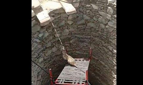 കിണറില്‍ അകപ്പെട്ട പുലിയെ രക്ഷിക്കുന്ന ദൃശ്യം