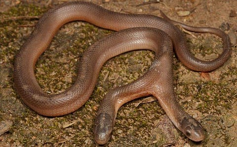 ഇരട്ടത്തലയുള്ള പാമ്പിന്റെ ദൃശ്യം, ഫെയ്‌സ്ബുക്ക്‌