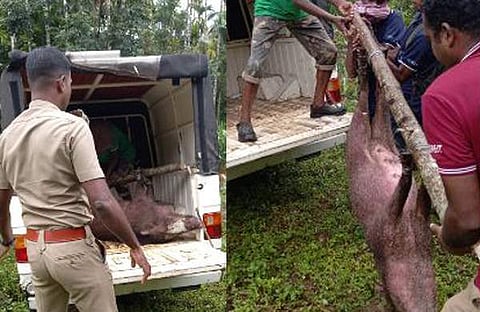 ചത്ത പന്നികളെ സംസ്‌കരിക്കാന്‍ കൊണ്ടുപോവുന്നു