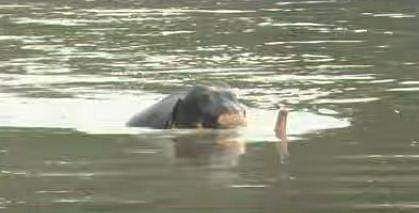 പത്തനംതിട്ടയില്‍ ഇടഞ്ഞ ആന പുഴയില്‍ ചാടിയപ്പോള്‍, ടെലിവിഷന്‍ ദൃശ്യം