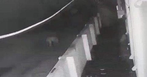 പുലിയുടേതെന്നു സംശയിക്കുന്ന സിസിടിവി ദൃശ്യം