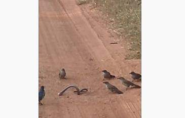 പാമ്പിനെ പക്ഷികള്‍ കൂട്ടത്തോടെ ആക്രമിക്കുന്ന ദൃശ്യം