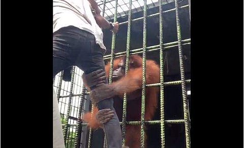 വിഡിയോ ദൃശ്യം