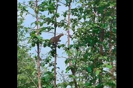 കുരങ്ങനെ ലക്ഷ്യമാക്കി ചാടുന്ന പുലിയുടെ ദൃശ്യം