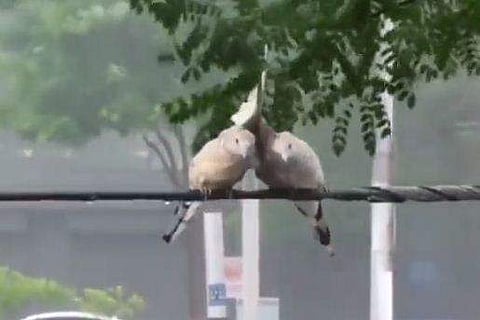 വീഡിയോ ദൃശ്യം