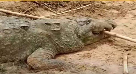 പത്തുവയസുകാരനെ വിഴുങ്ങിയ മുതലയെ നാട്ടുകാര്‍ പിടികൂടിയപ്പോള്‍