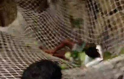 വീഡിയോ ദൃശ്യം