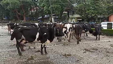 വെറ്ററിനറി സര്‍വകലാശാലയിലെ കന്നുകാലികളുടെ ദൃശ്യം