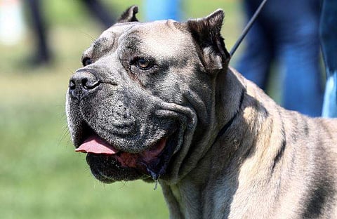 പിറ്റ്ബുൾ, പ്രതീകാത്മക ചിത്രം/ എഎഫ്പി