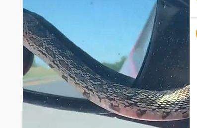 കാറിന്റെ മിററിലൂടെ ഇഴഞ്ഞുനീങ്ങുന്ന പാമ്പിന്റെ ദൃശ്യം