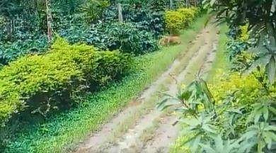 ബത്തേരിയില്‍ വളര്‍ത്തുനായയെ കടുവ ആക്രമിക്കുന്ന ദൃശ്യം