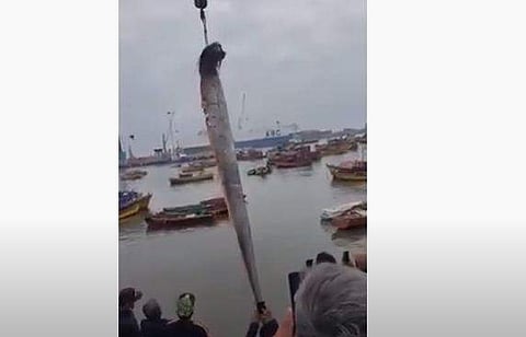 16 അടി നീളമുള്ള ഓര്‍ഫിഷിനെ പിടികൂടുന്ന ദൃശ്യം