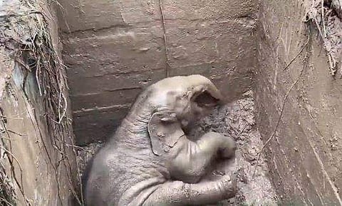 മാന്‍ഹോളില്‍ വീണ കുട്ടിയാനയുടെ ദൃശ്യം