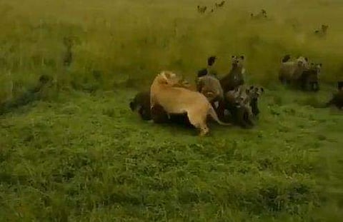 സിംഹത്തെ കൂട്ടത്തോടെ ആക്രമിക്കുന്ന കഴുതപ്പുലികളുടെ ദൃശ്യം